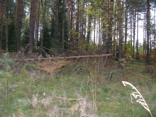 IMG 4595
