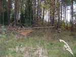 IMG 4595