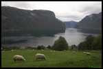 Aurlandsfjord